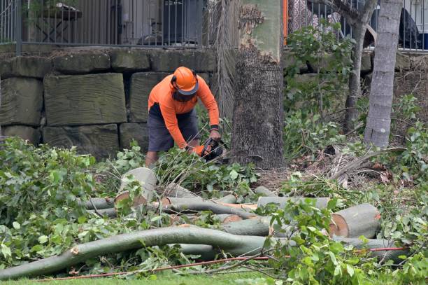 Best Emergency Tree Service  in Cloverleaf, TX